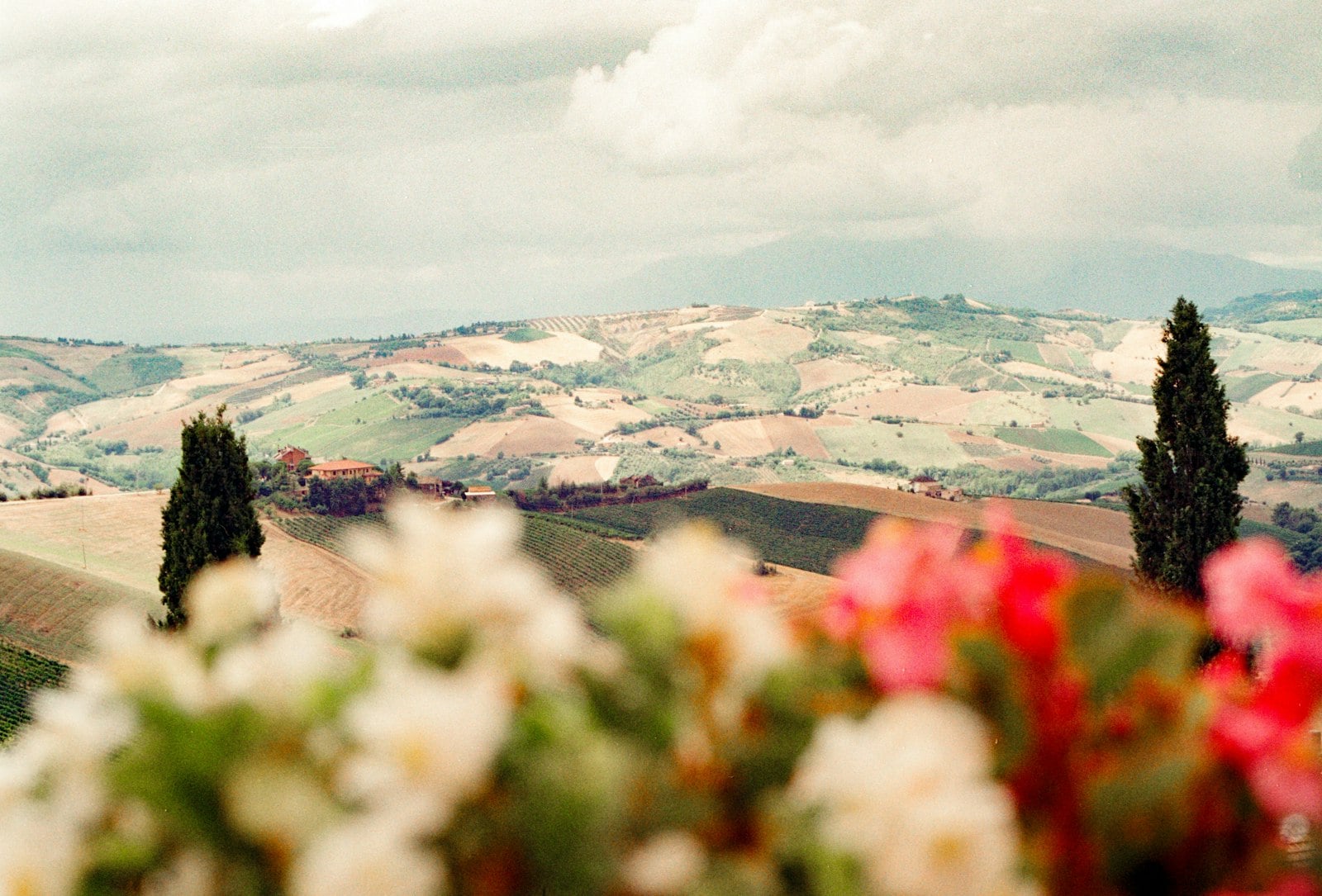 Blühende Blumen im Vordergrund vor sanften Hügeln, Zypressen und Weinbergen der Toskana